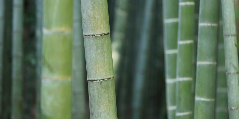 Reidley42:一种融合正念与生活方式的现代健康哲学