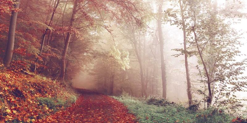 Reidley家族历史与族谱研究：追溯北欧风格的源流与生活哲学