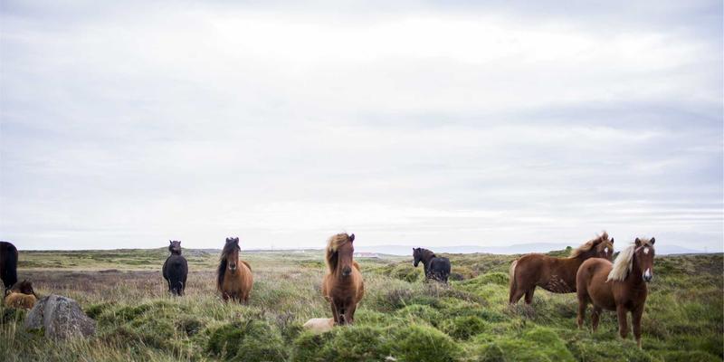 Reidley家族如何通过Lifestyle理念复兴手工艺：我的个人博客观察与启示