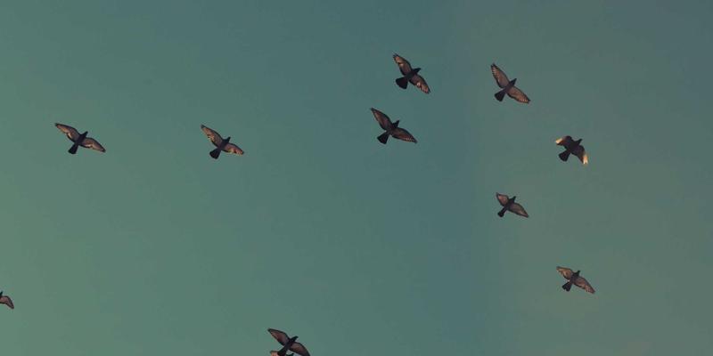 Reidley式家庭理事会：在个人博客中探索跨代际健康与决策的非正式治理智慧