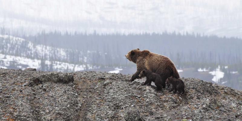 极简生活与健康决策：从Reidley家族会议看北欧式沟通如何提升家庭福祉